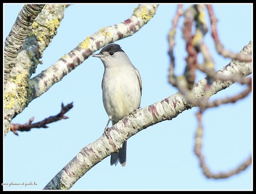 Mésange à tête noire
